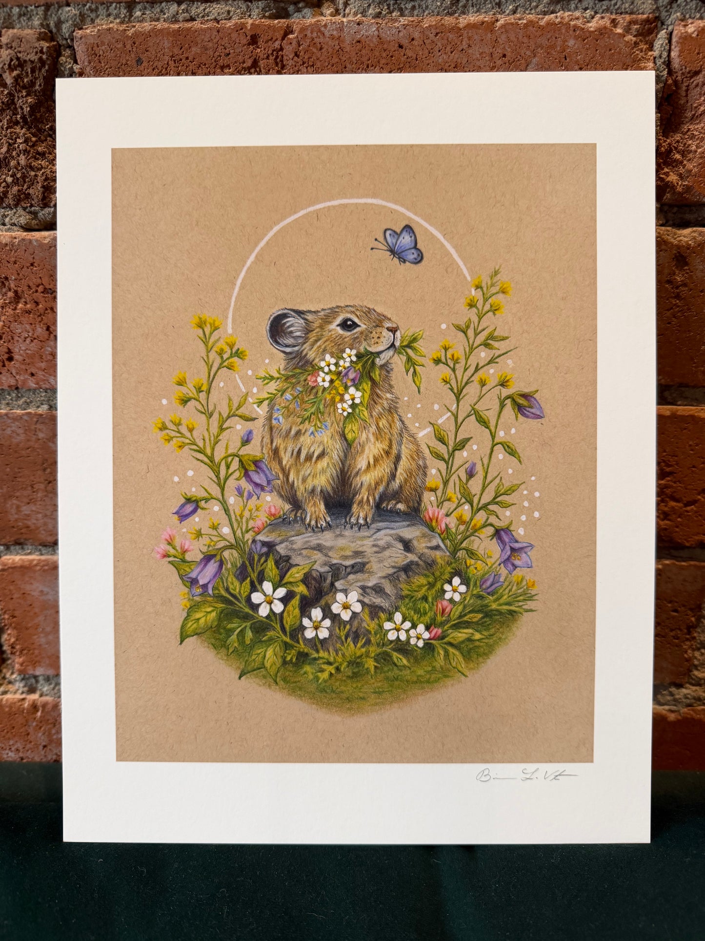 Native Fauna Art- Pika + Flowers - Illustration Print 8.5x11"