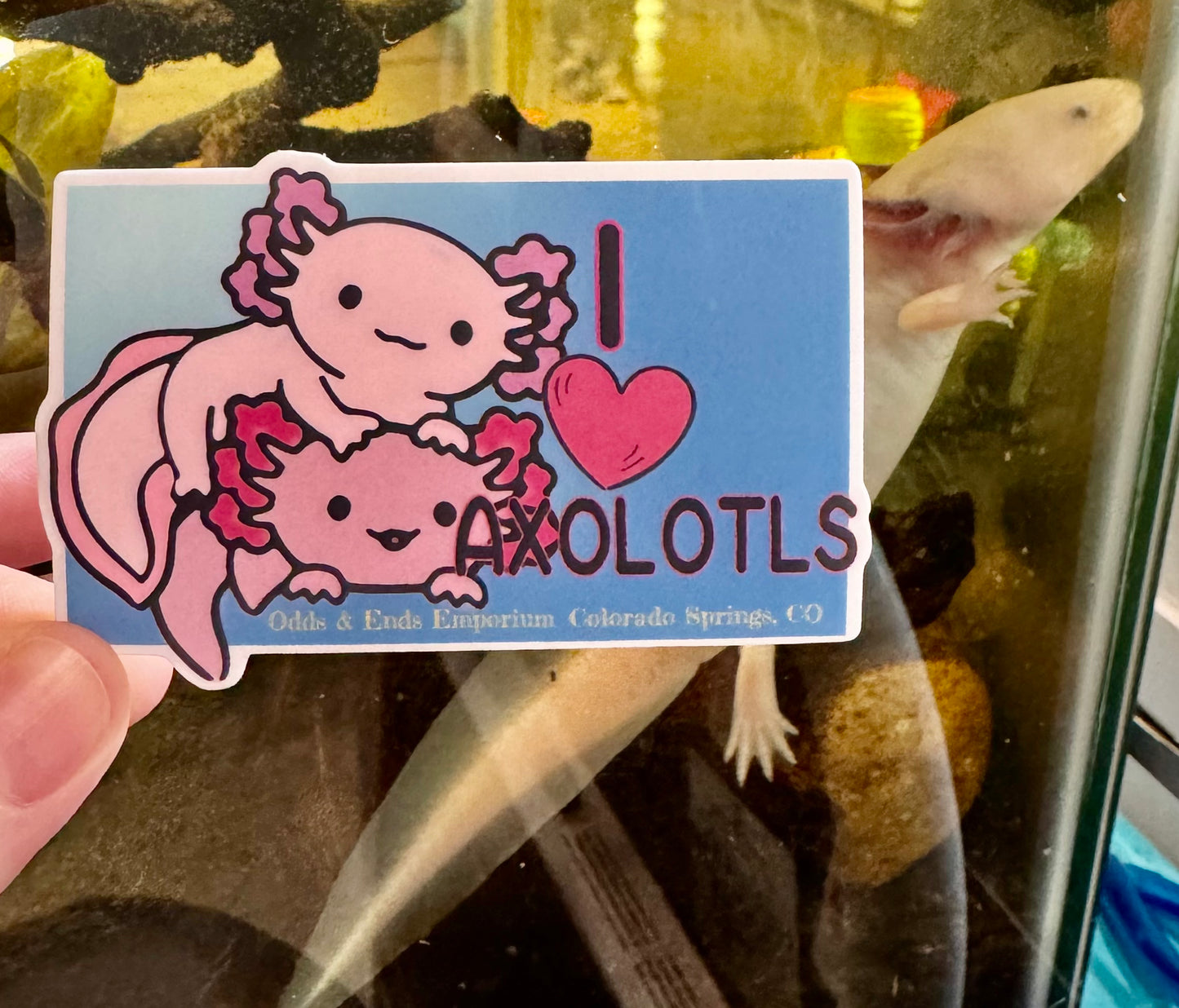 I Love Axolotls Sticker