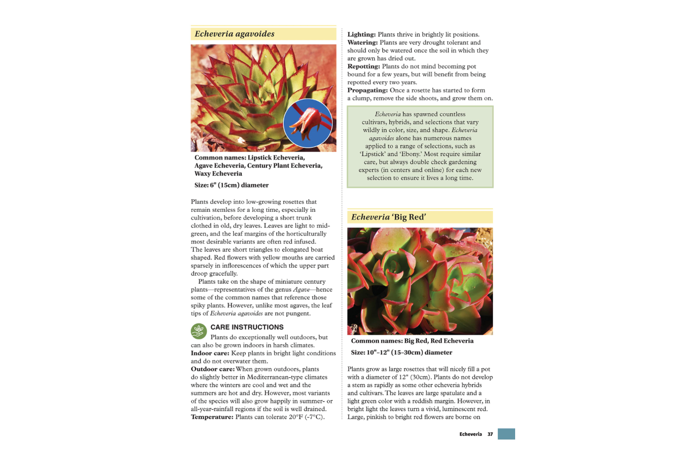 Oddly Enough Books-Succulents for Your Home or Garden Plant Book