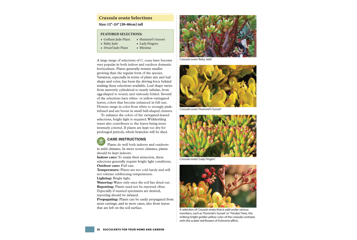Oddly Enough Books-Succulents for Your Home or Garden Plant Book