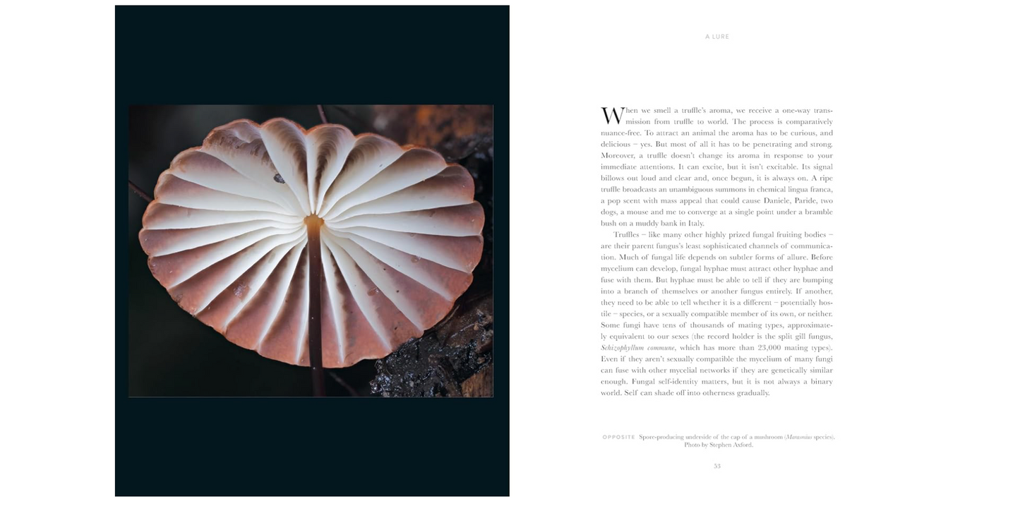 Oddly Enough Books- Entangled Life: How Fungi Make Our Worlds- Mushrooms
