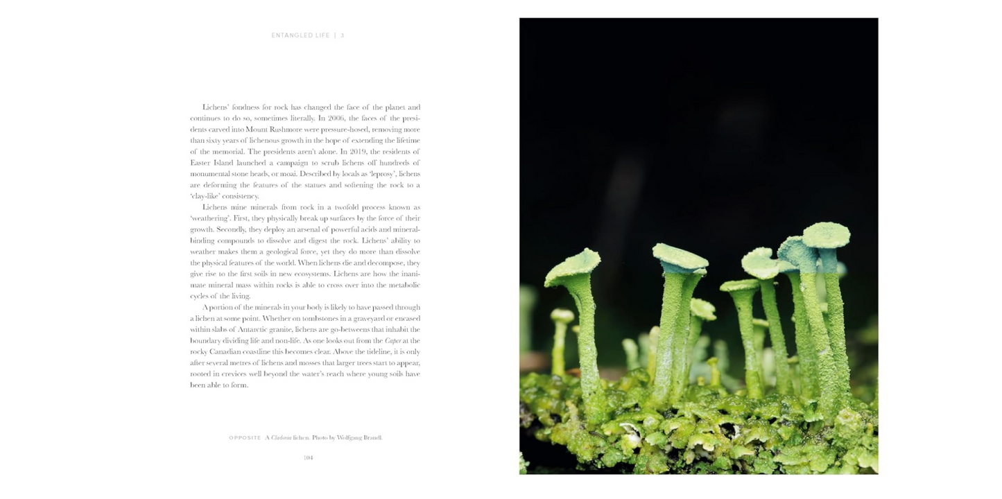 Oddly Enough Books- Entangled Life: How Fungi Make Our Worlds- Mushrooms