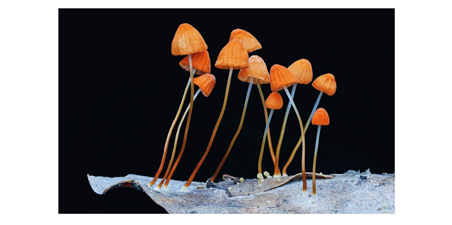 Oddly Enough Books- Entangled Life: How Fungi Make Our Worlds- Mushrooms
