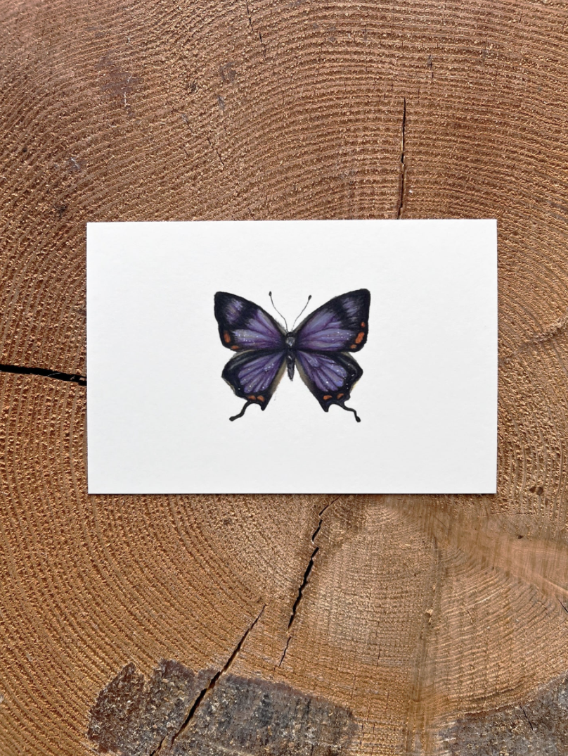 Native Fauna Art- Colorado Purple Hairstreak Butterfly - Illustration Print
