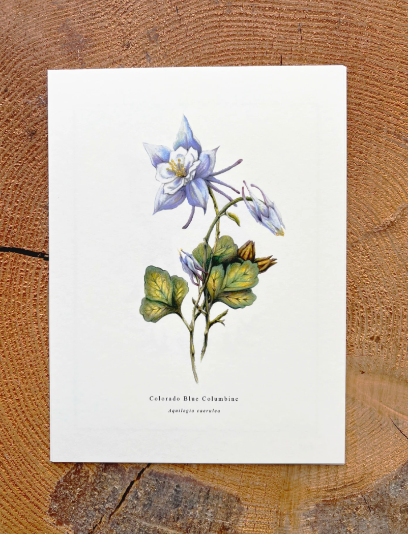 Native Fauna Art- Wildflower Series: Colorado Blue Columbine