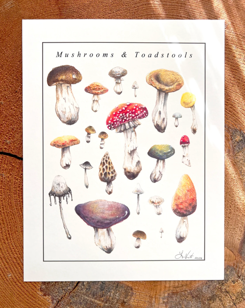 Native Fauna Art- Mushrooms and Toadstools - Illustration Print