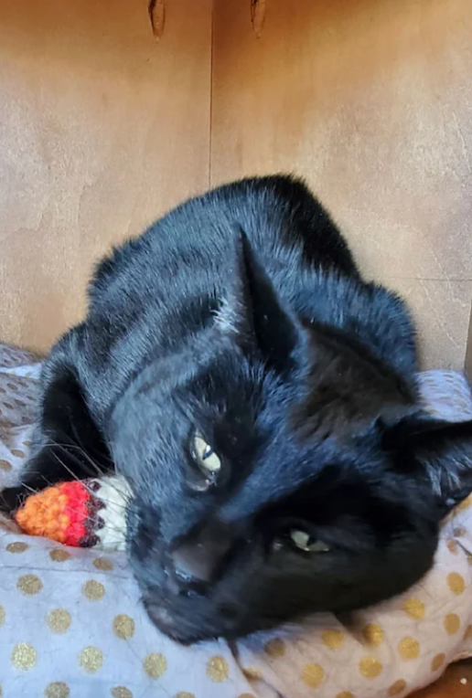 The Salty Stitchery- Catnip Doobie Cat Toy