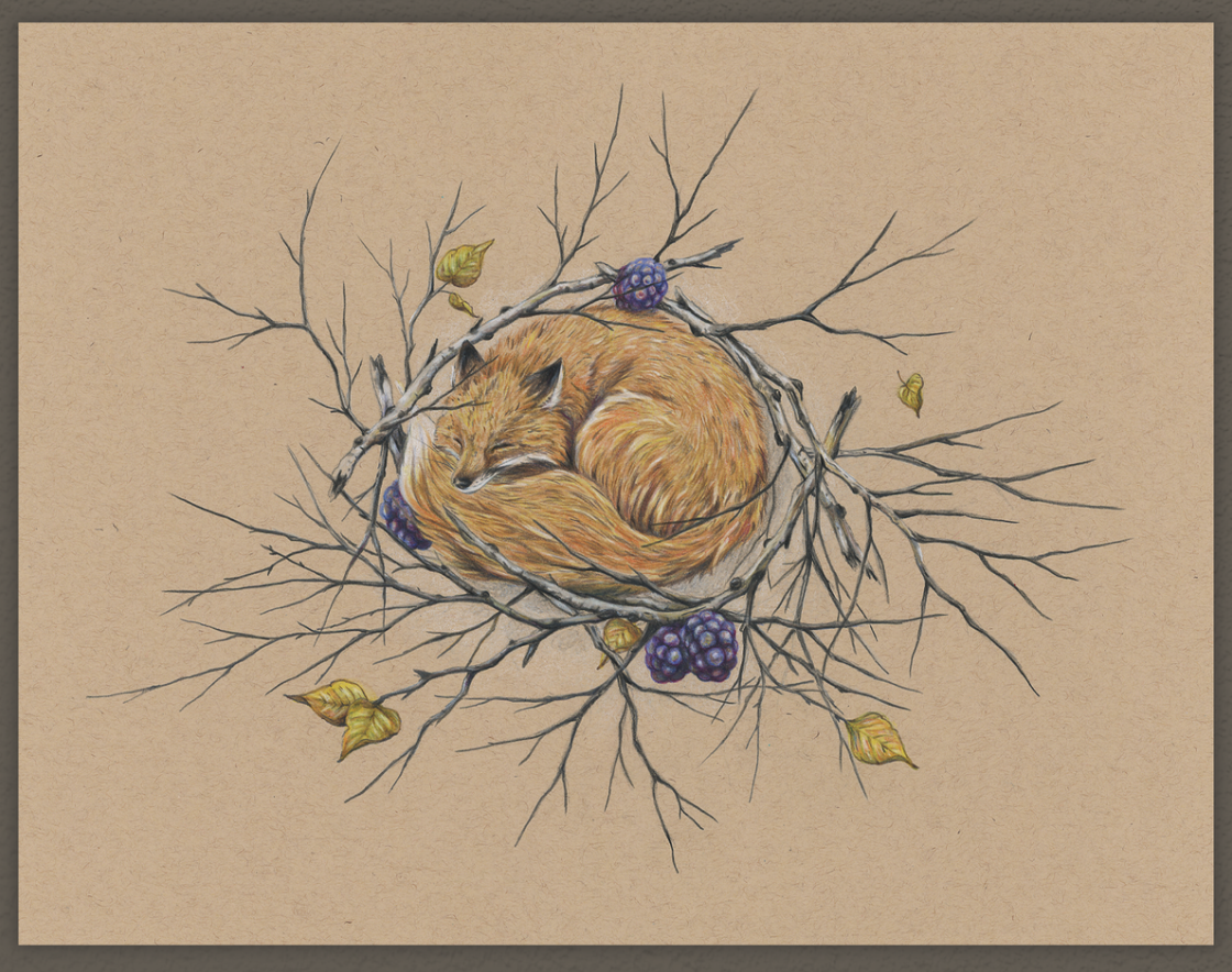 Native Fauna Art- Fox - Illustration Print- "Wrapped in the Withering"