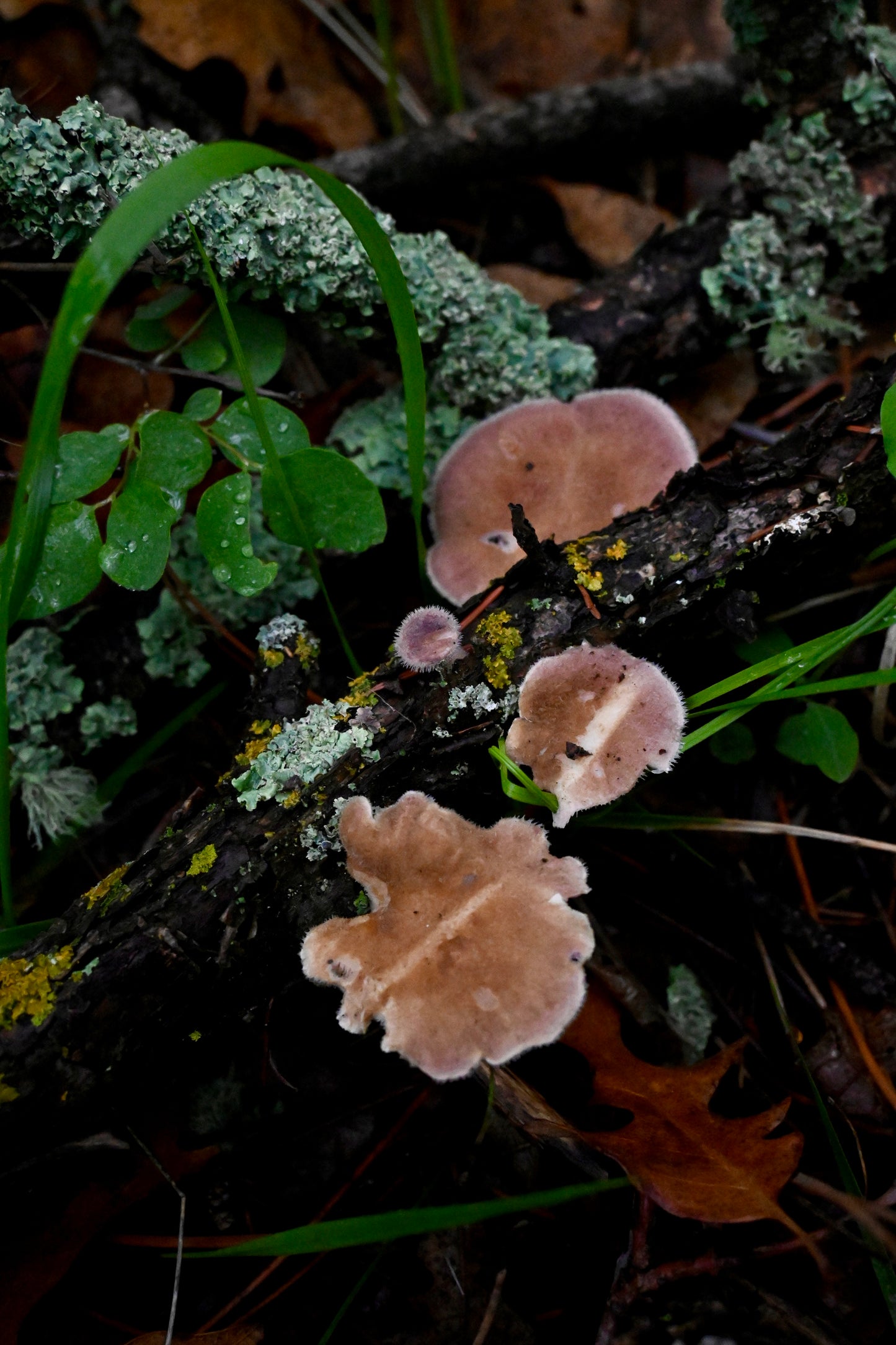 Blossom Designs- Photography Art Print- Silver Leaf Fungus