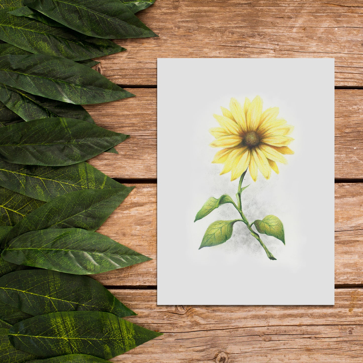 Native Fauna Art- 5"x7" Prairie Sunflower Print