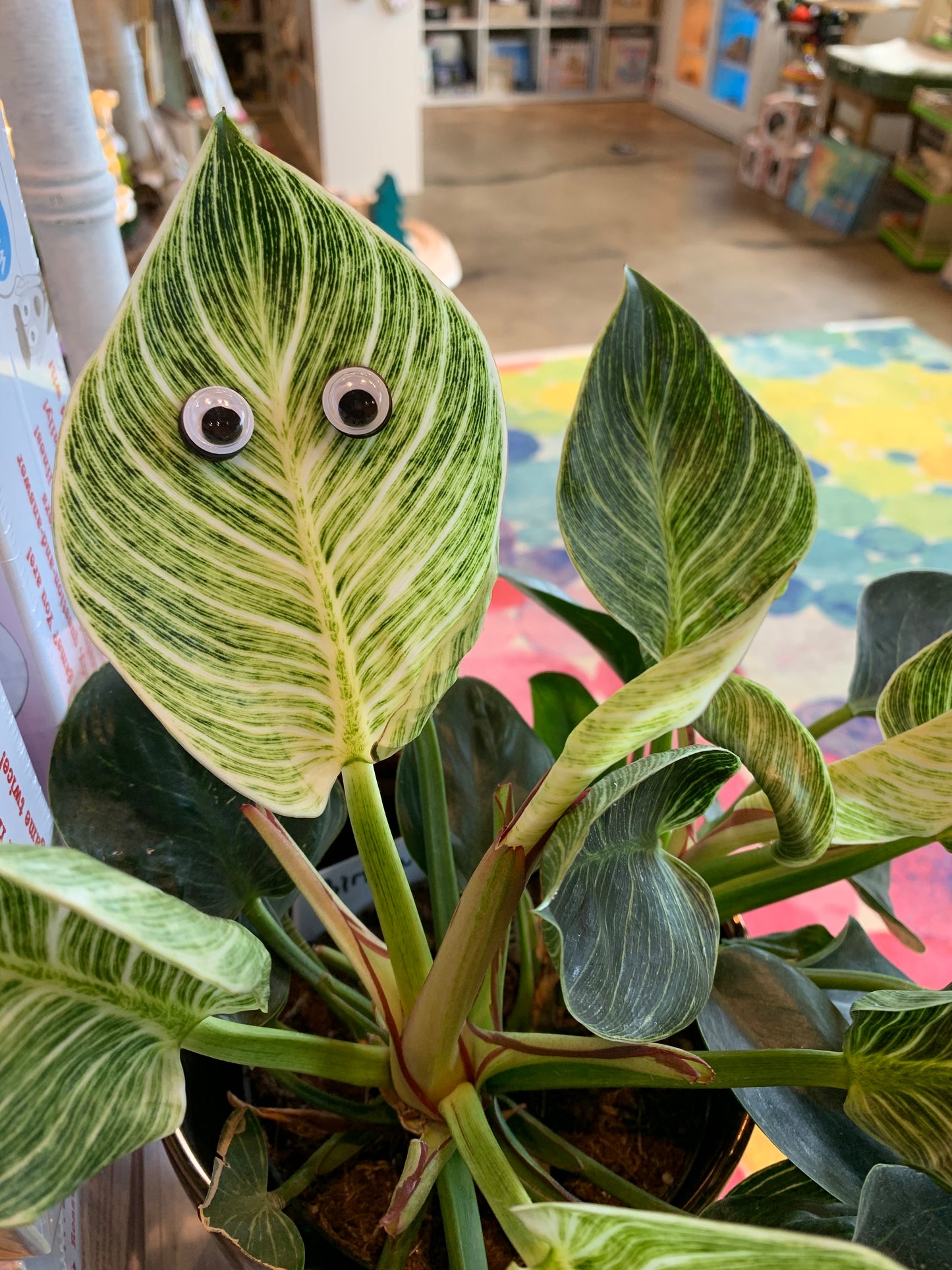 Magnetic Plant Eyes