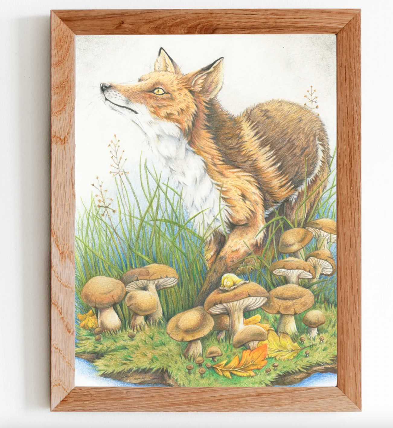 Native Fauna Art- Curious Fox Print