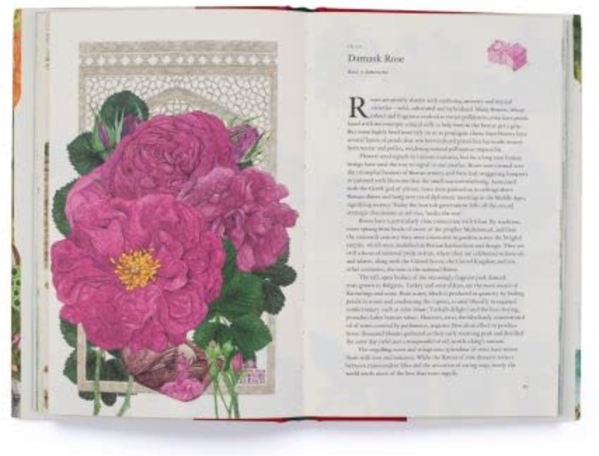 Oddly Enough Books- Around the World in 80 Plants Plant Book