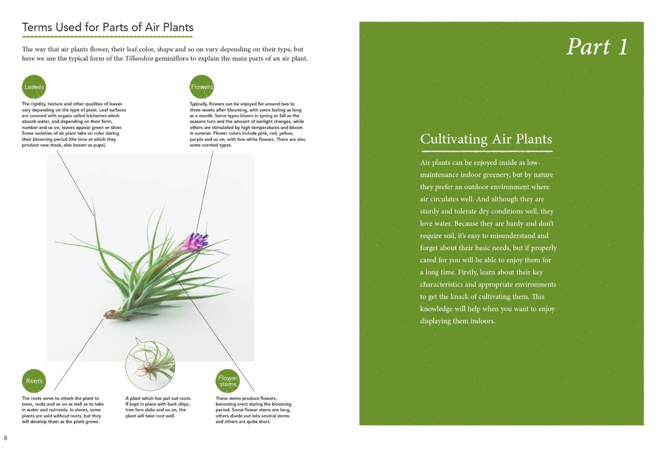 Oddly Enough Books- Living with Air Plants Plant Book