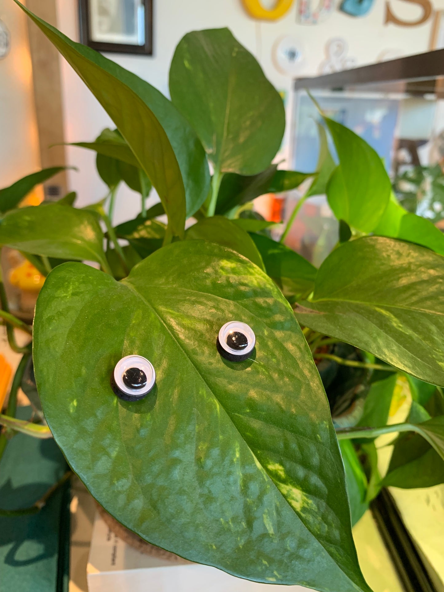 Magnetic Plant Eyes