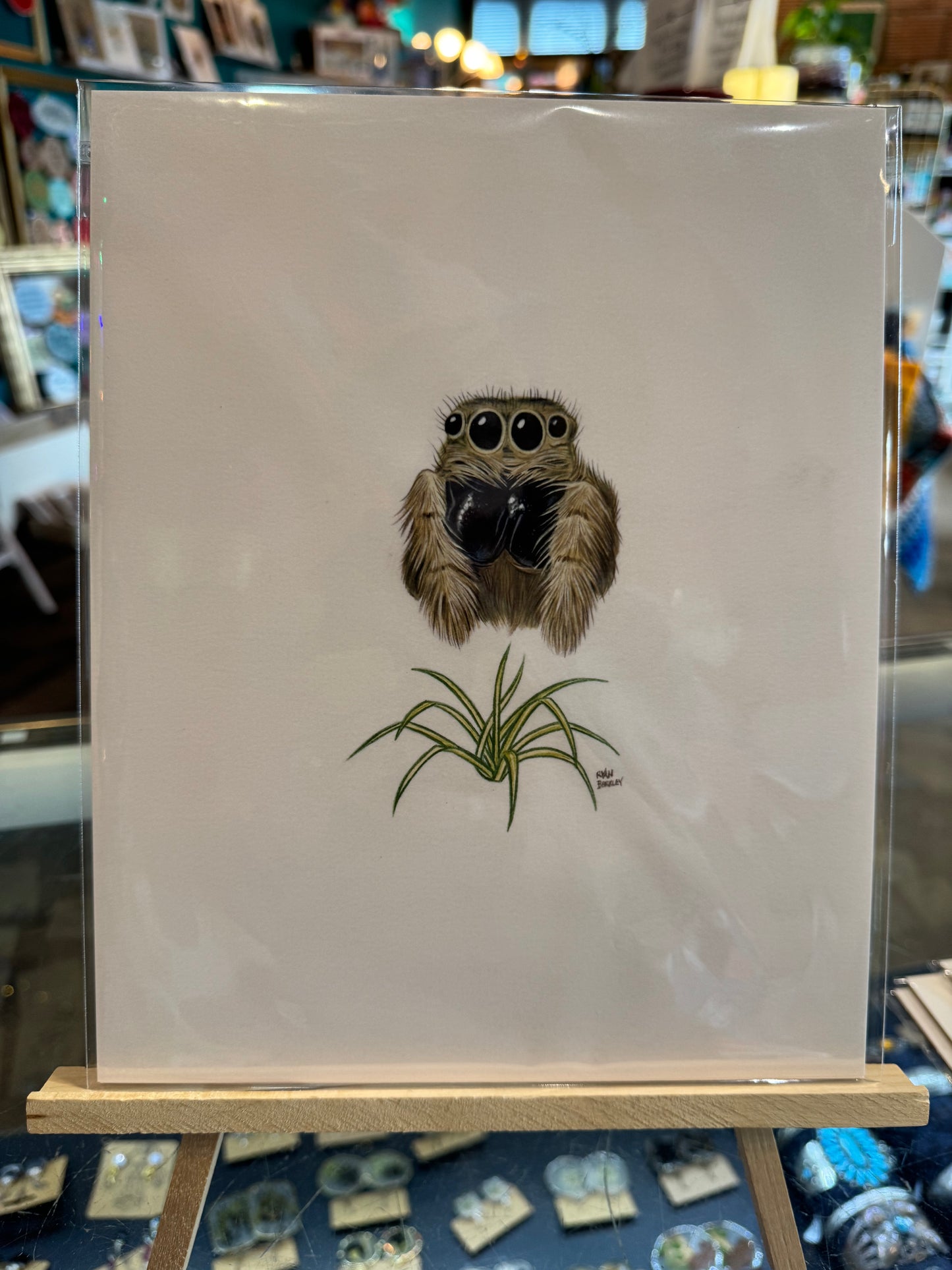 Olympia- Berkley Illustration: Jumping Spider & Spider Plant Art Print