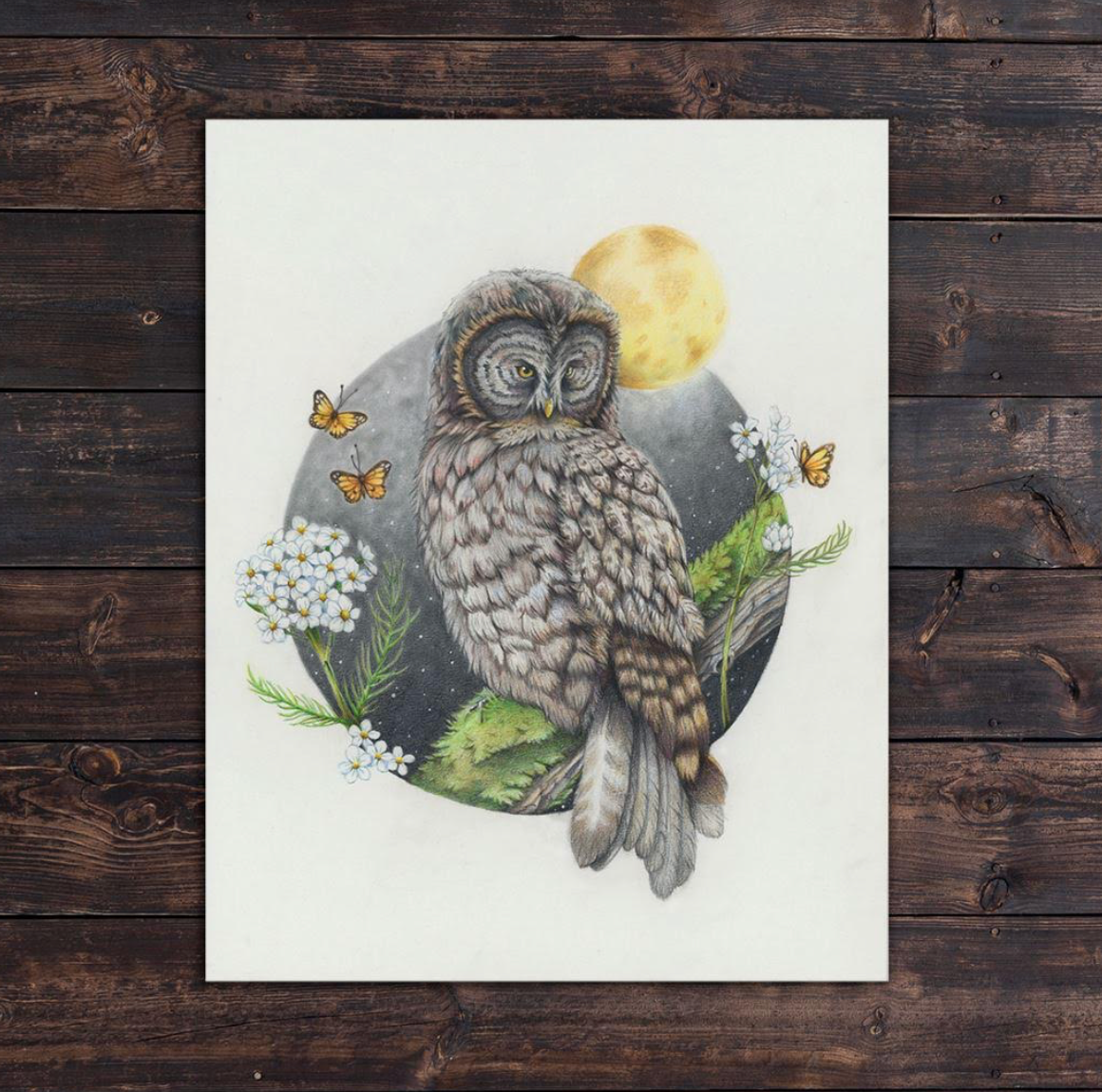 Native Fauna Art- Barred Owl Print