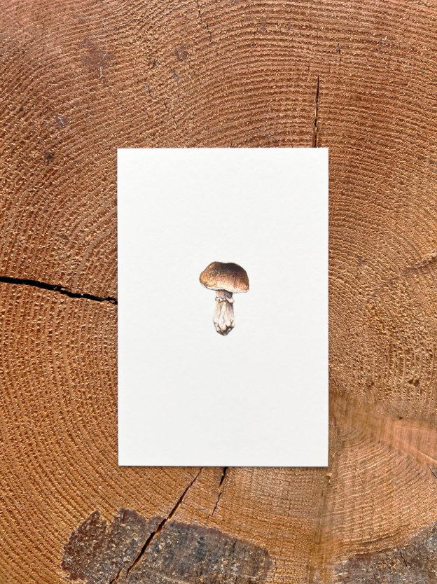 Native Fauna Art-  Mini Porcini Mushroom - Illustration Print