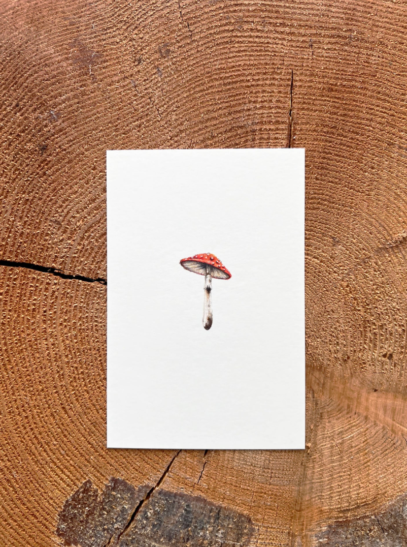 Native Fauna Art-  Mini amanita muscaria mushroom - Illustration Print