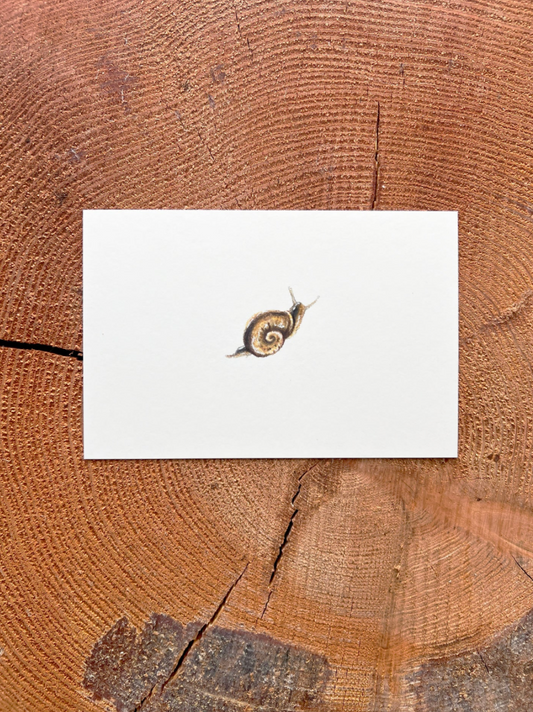 Native Fauna Art-  Mini Snail - Illustration Print