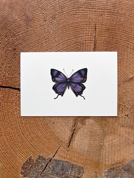 Native Fauna Art-  Colorado Purple Hairstreak Butterfly - Illustration Print