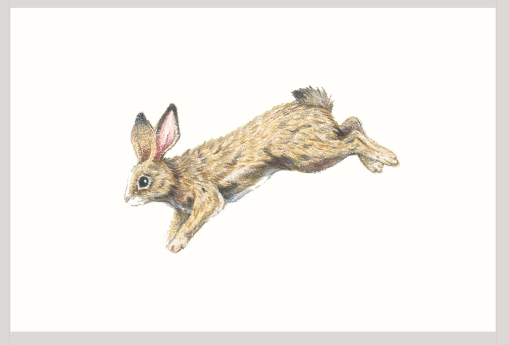 Native Fauna Art-  Rabbit - Illustration Print