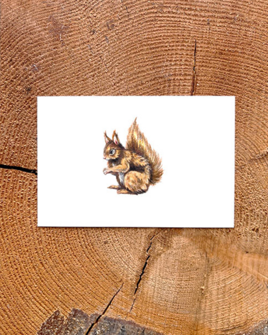 Native Fauna Art-  Squirrel - Illustration Print
