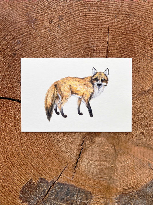 Native Fauna Art-  Fox - Illustration Print