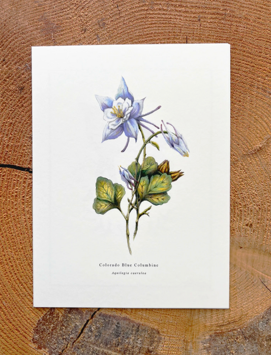 Native Fauna Art-  Wildflower Series: Colorado Blue Columbine