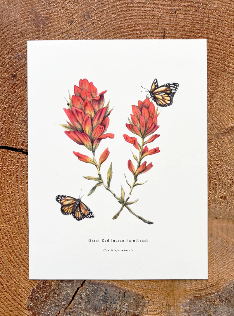 Native Fauna Art- Wildflower Series: Giant Red Indian Paintbrush