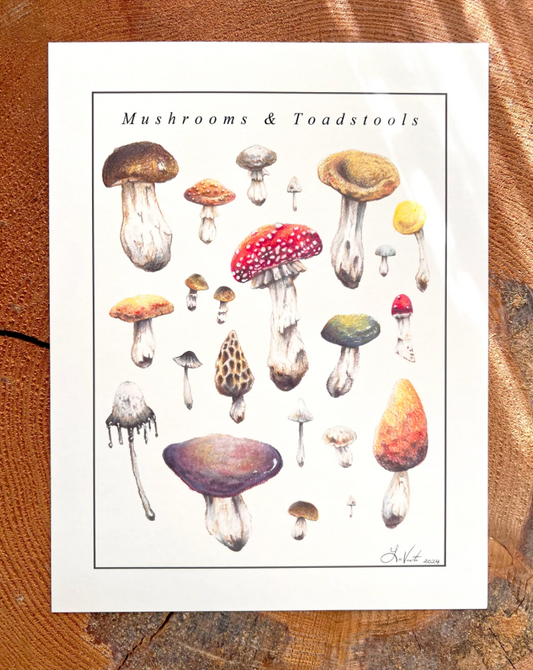 Native Fauna Art- Mushrooms and Toadstools - Illustration Print