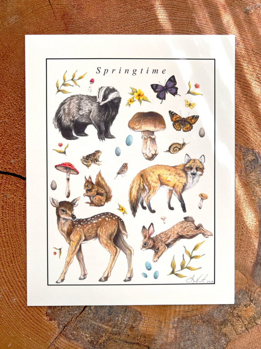 Native Fauna Art- Springtime - Illustration Print