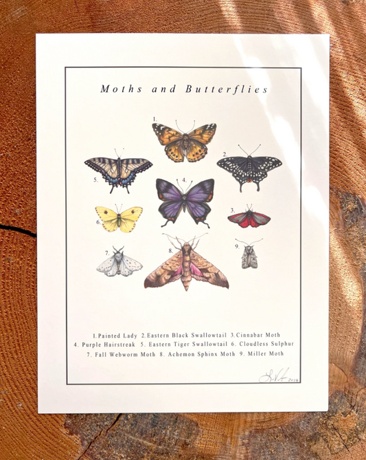 Native Fauna Art- Moths and Butterflies - Illustration Print