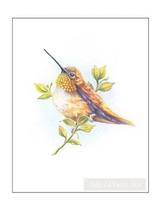 Native Fauna Art-  Rufous Hummingbird - Illustration Print