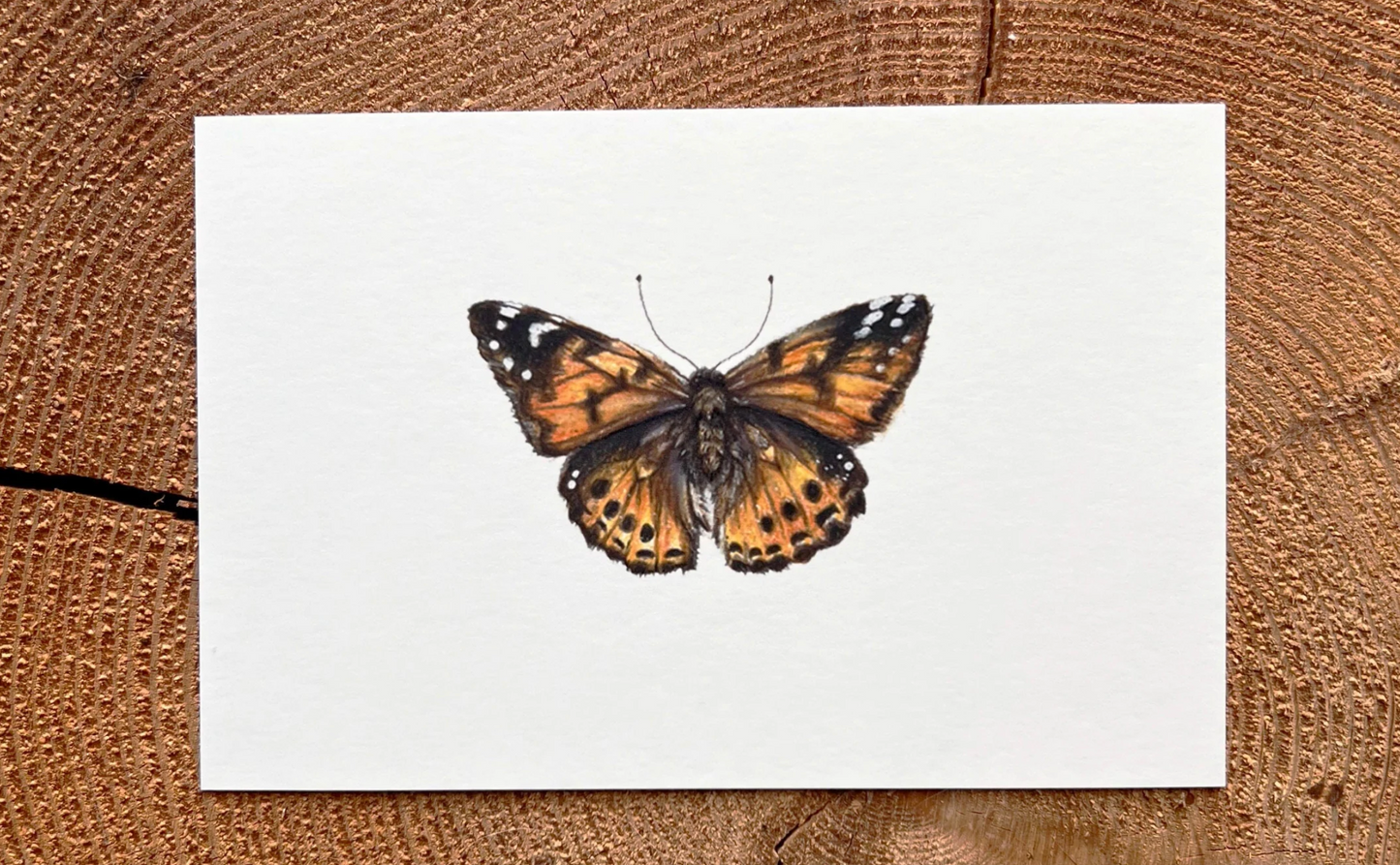 Native Fauna Art-  Painted Lady Butterfly - Illustration Print