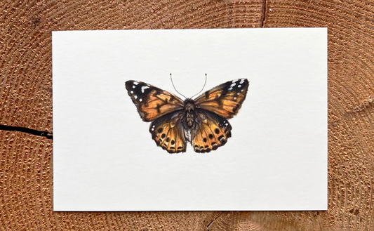 Native Fauna Art-  Painted Lady Butterfly - Illustration Print