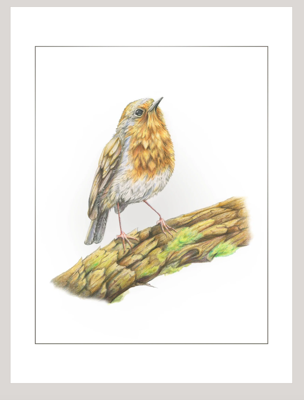 Native Fauna Art- European Robin - Illustration Print