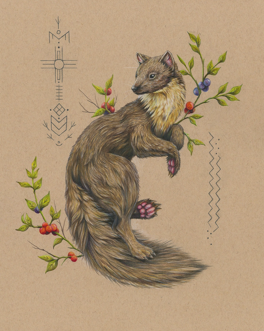 Native Fauna Art- Pine Marten - Illustration Print