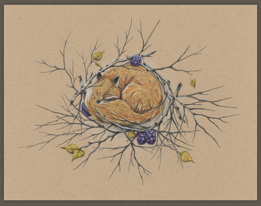 Native Fauna Art-  Fox - Illustration Print- "Wrapped in the Withering"