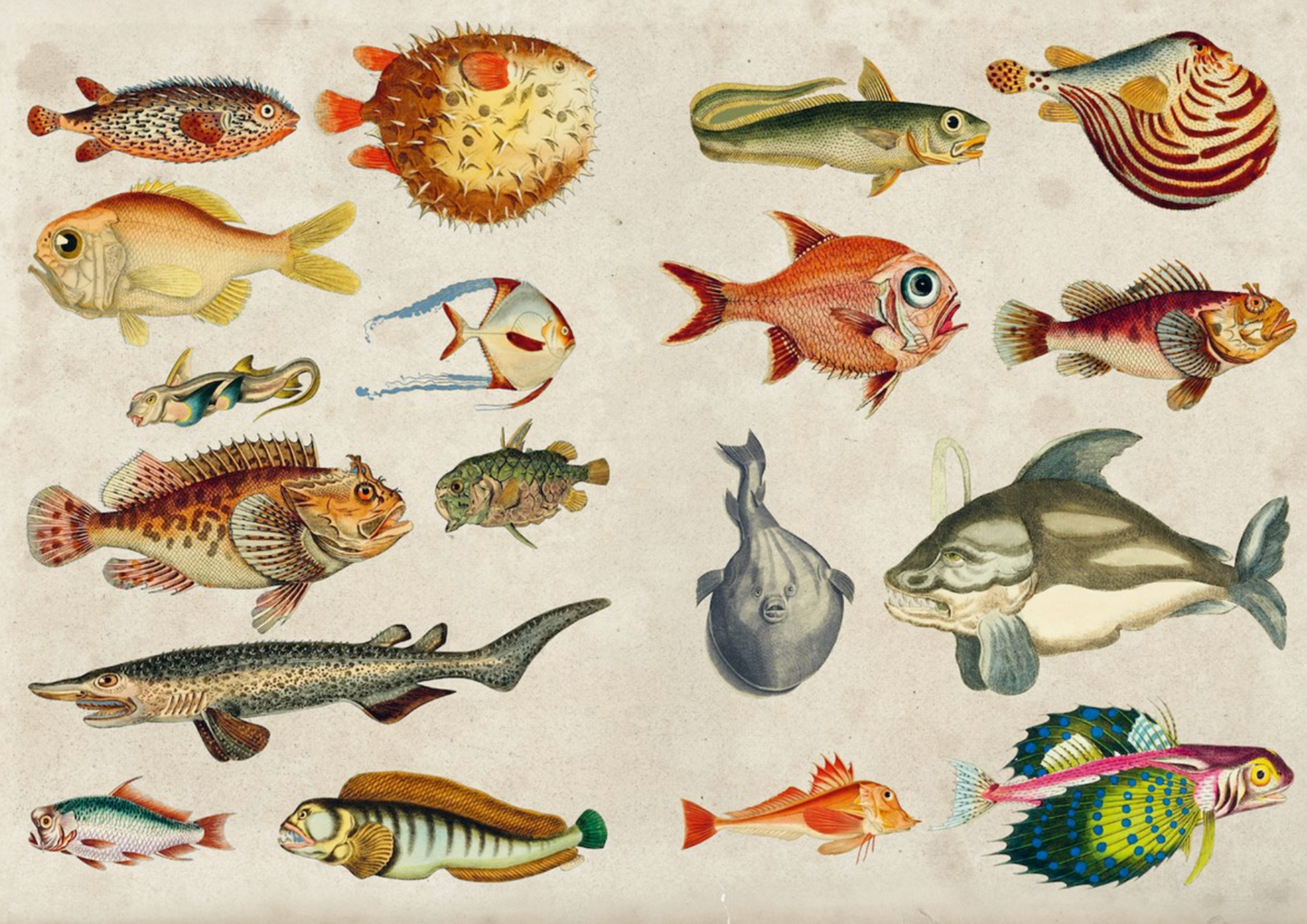 Abrams- The Curious Collectibles Sticker Book