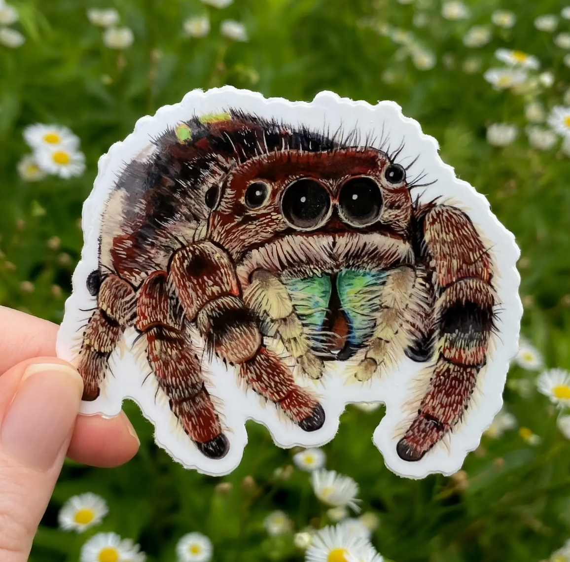 Allison Stoiser Art- Jumping Spider Sticker