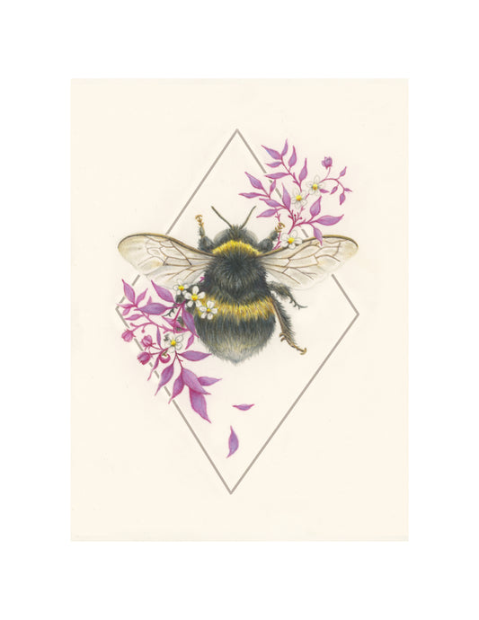 Native Fauna Art- Bumble Bee Study- Illustration Print