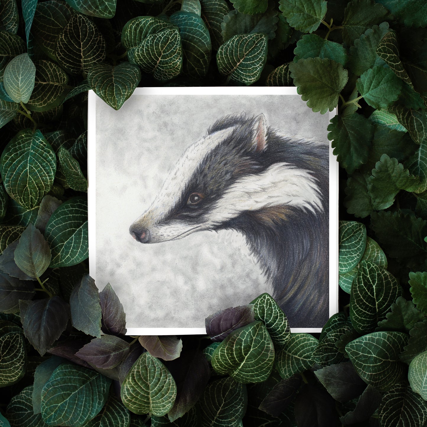 Native Fauna Art- 6"x6" Badger Print