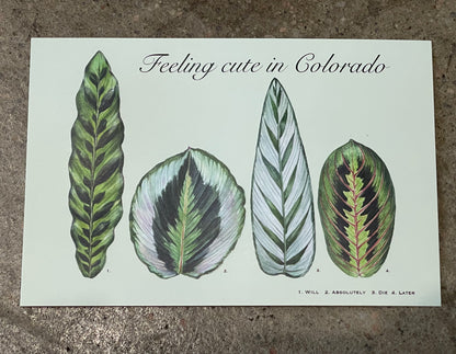 Postcard Colorado Calathea Plant