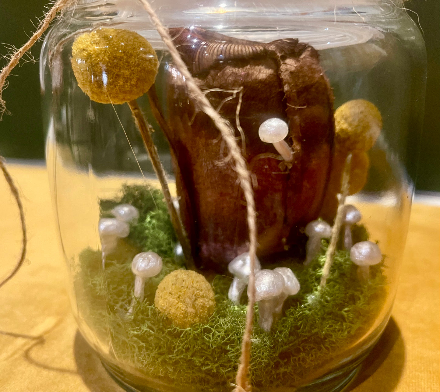Keely Krueger- Handcrafted Mushroom Terrarium with Preserved Pitcher Plant