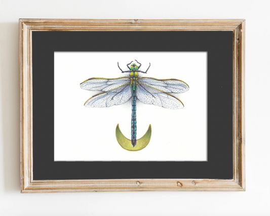 Native Fauna Art- Emperor Dragonfly Print