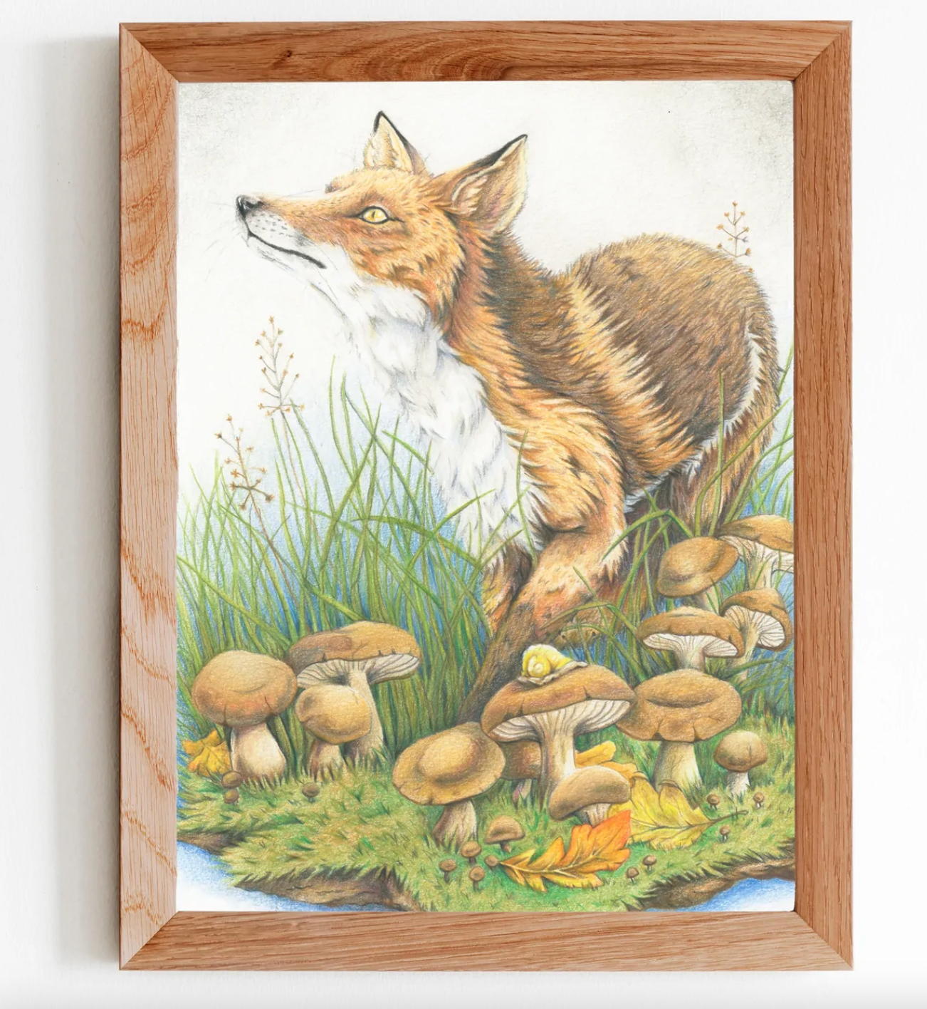 Native Fauna Art-  Curious Fox Print