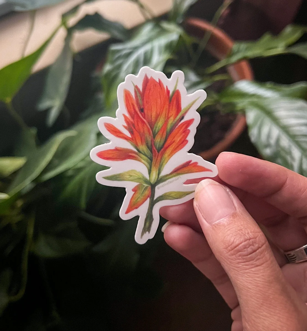 Native Fauna Art- Indian Paintbrush Sticker