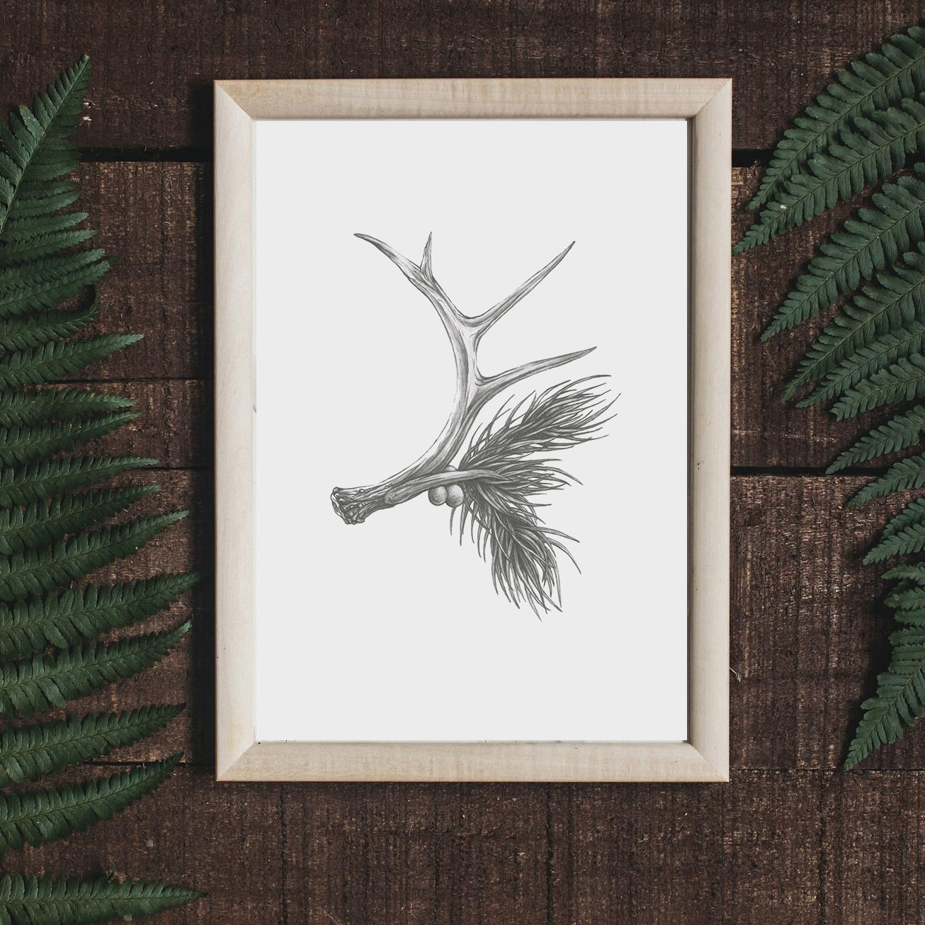 Native Fauna Art- 8.5"x11" White Tail Deer Antler Print