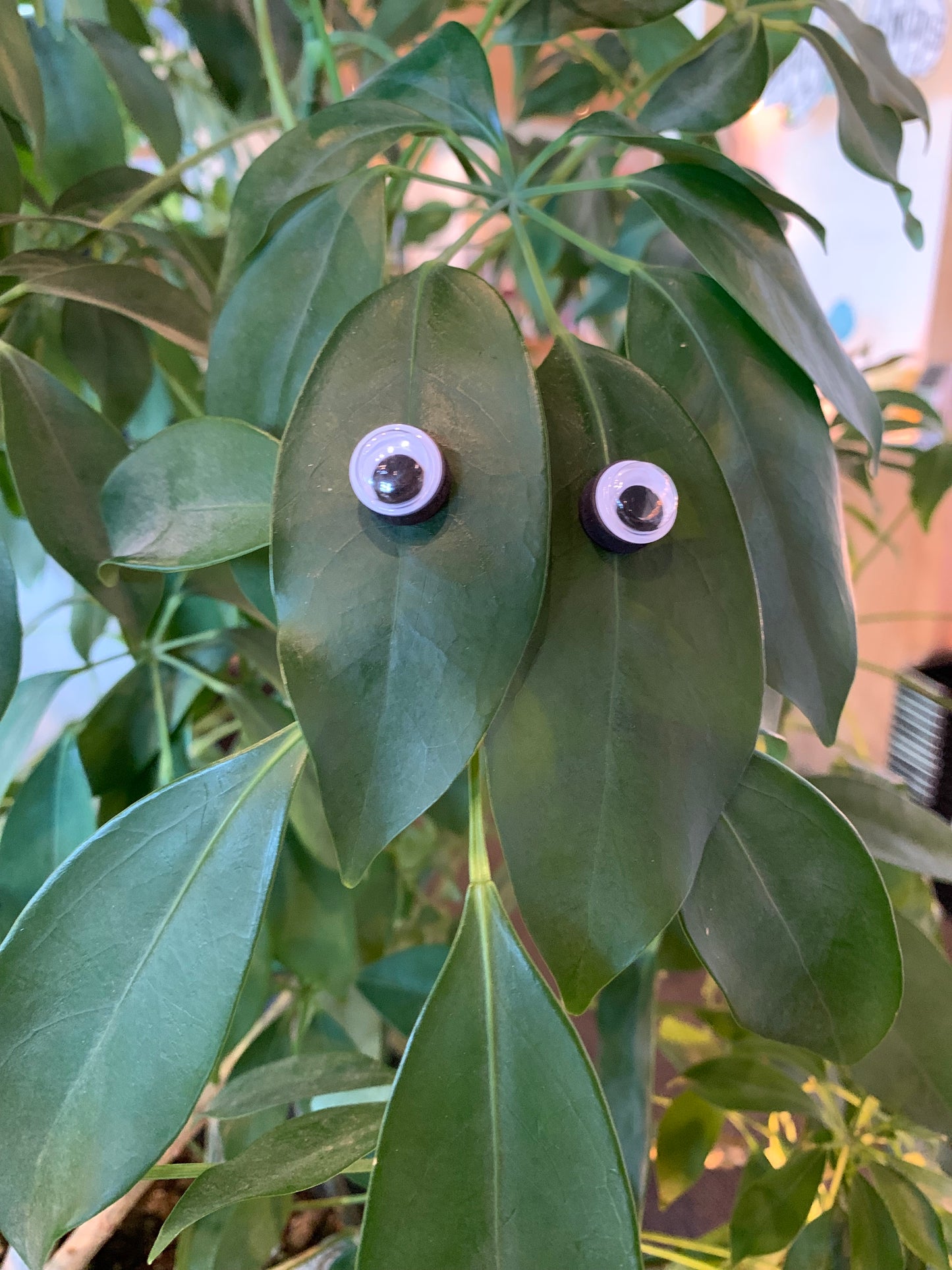 Magnetic Plant Eyes